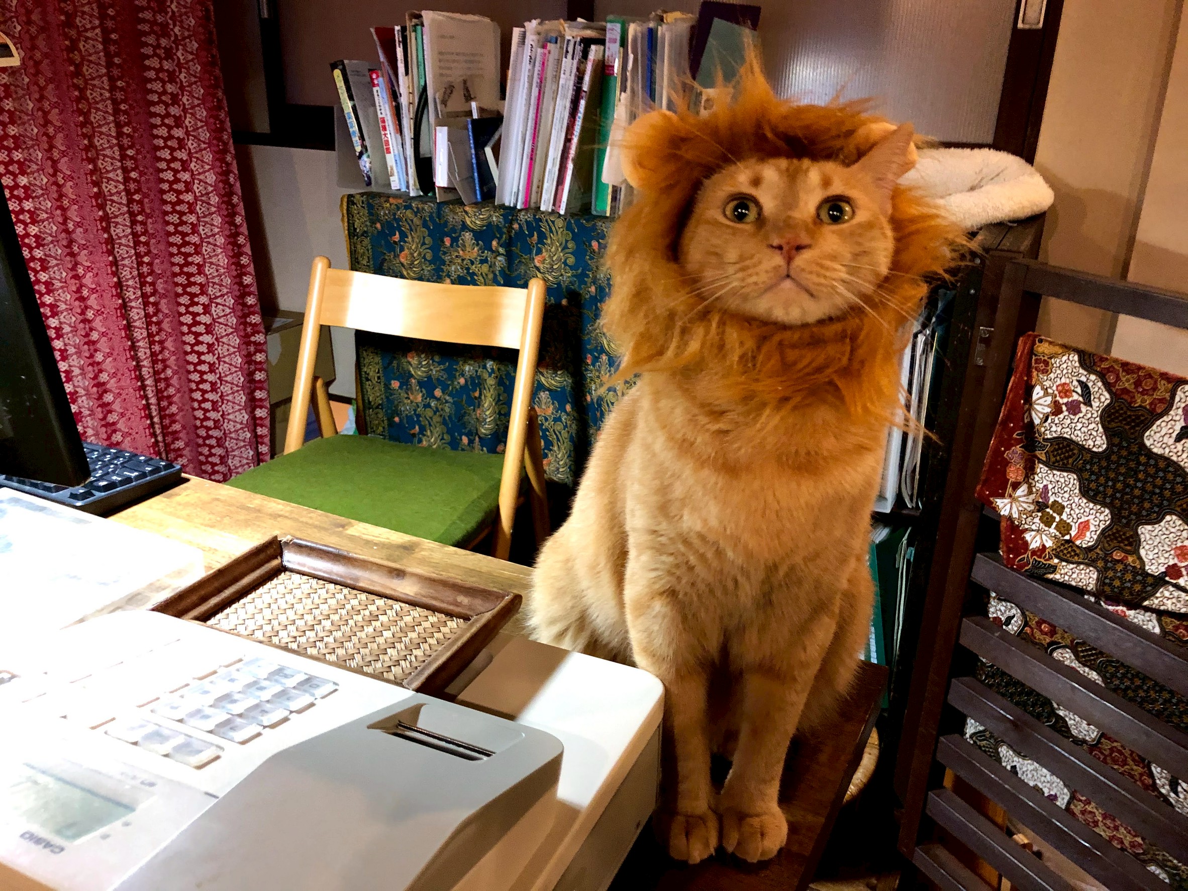 店内で過ごす保護猫