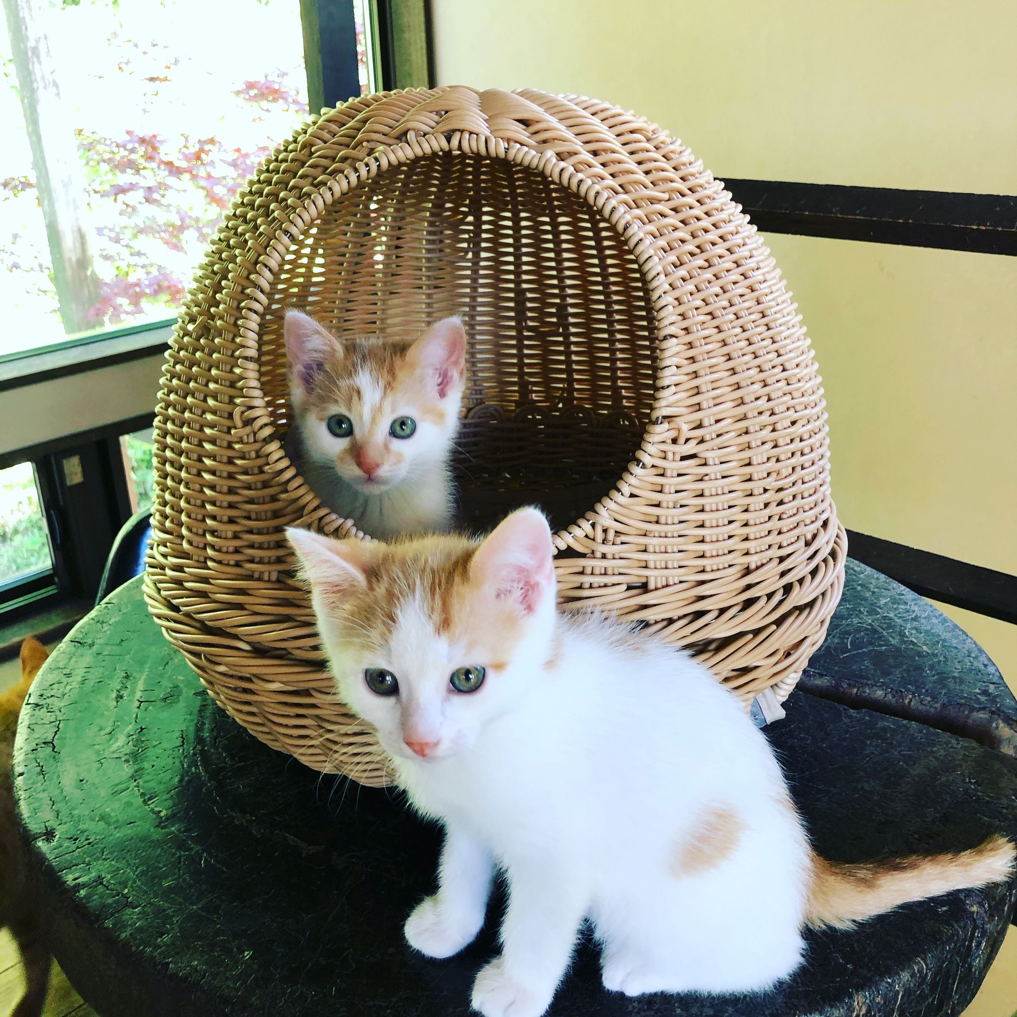 保護猫のお受け入れイメージ